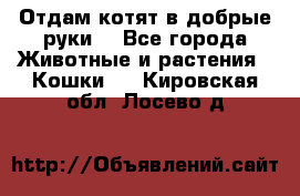 Отдам котят в добрые руки. - Все города Животные и растения » Кошки   . Кировская обл.,Лосево д.